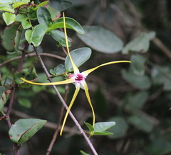 Strophanthus gerrardii