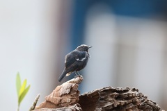 Myrmecocichla arnotti