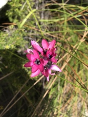 Ixia versicolor
