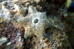 Meridiastra occidens