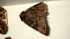 Anarta odontites