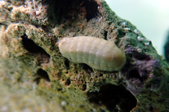 Ischnochiton variegatus