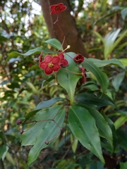 Euonymus laxiflorus