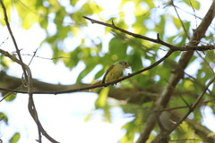 Erythrocercus livingstonei