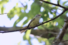 Erythrocercus livingstonei