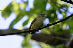 Erythrocercus livingstonei