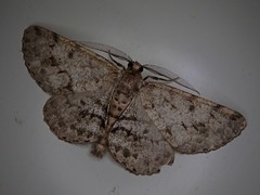 Protoboarmia faustinata
