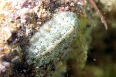 Ischnochiton thomasi