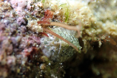 Ischnochiton thomasi