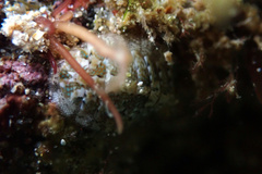 Ischnochiton thomasi