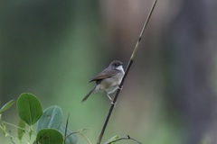 Cisticola brachypterus