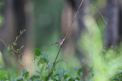 Cisticola brachypterus