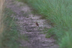 Mirafra rufocinnamomea