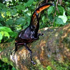 Dynastes septentrionalis