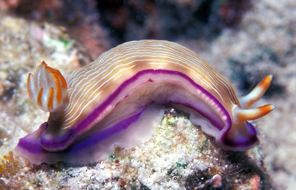 Hypselodoris insulana