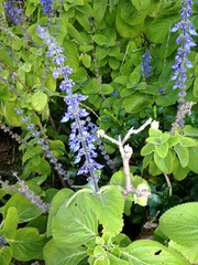 Coleus barbatus grandis