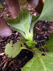 Coleus barbatus grandis
