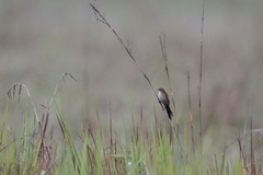 Catriscus brevirostris