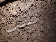 Lumbricidae