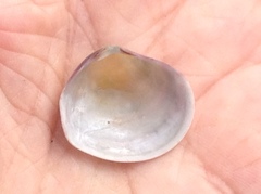 Semele rubropicta