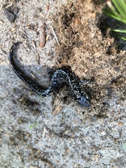 Plethodon glutinosus