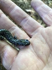 Plethodon glutinosus