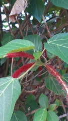 Acalypha hispida