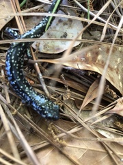 Plethodon glutinosus