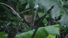 Urosphena squameiceps