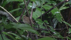 Urosphena squameiceps