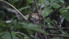 Urosphena squameiceps