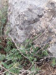 Teucrium divaricatum