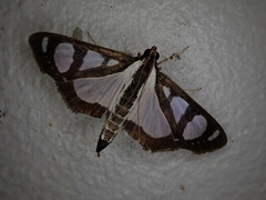 Glyphodes quadrimaculalis