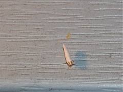 Neocenchrea heidemanni