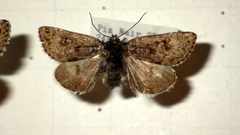 Anarta melanopa