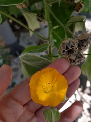 Abutilon grandifolium