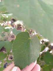 Abutilon grandifolium