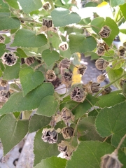 Abutilon grandifolium