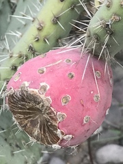 Opuntia joconostle