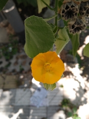 Abutilon grandifolium