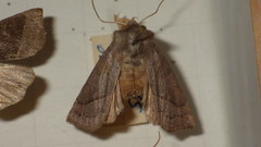 Mesogona oxalina