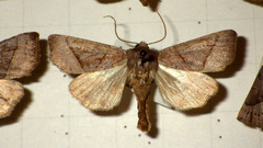 Mesogona oxalina