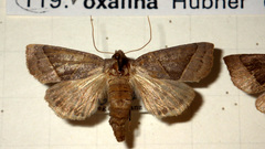 Mesogona oxalina