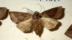 Mesogona oxalina