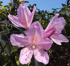 Rhododendron moulmainense