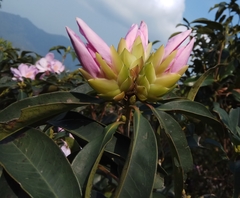 Rhododendron moulmainense