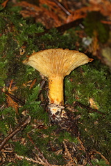 Lactarius olympianus