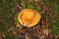 Lactarius olympianus
