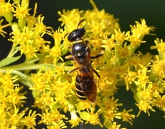 Philanthus solivagus