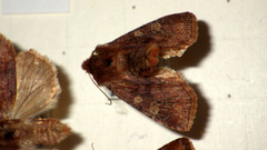 Cerastis leucographa